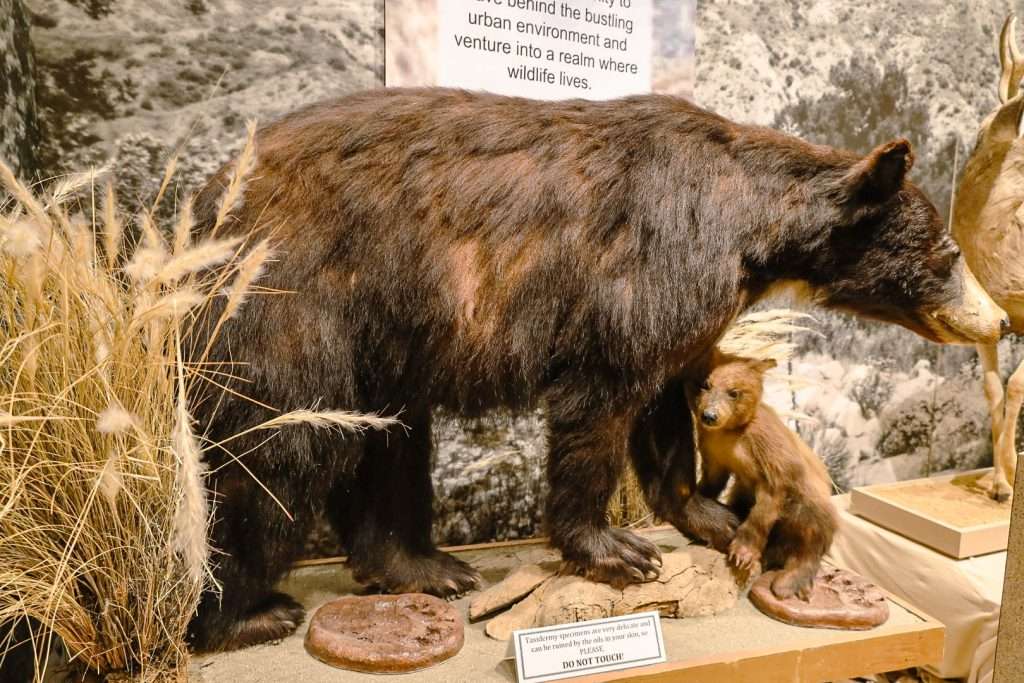 PasadenaEatonCanyonBear